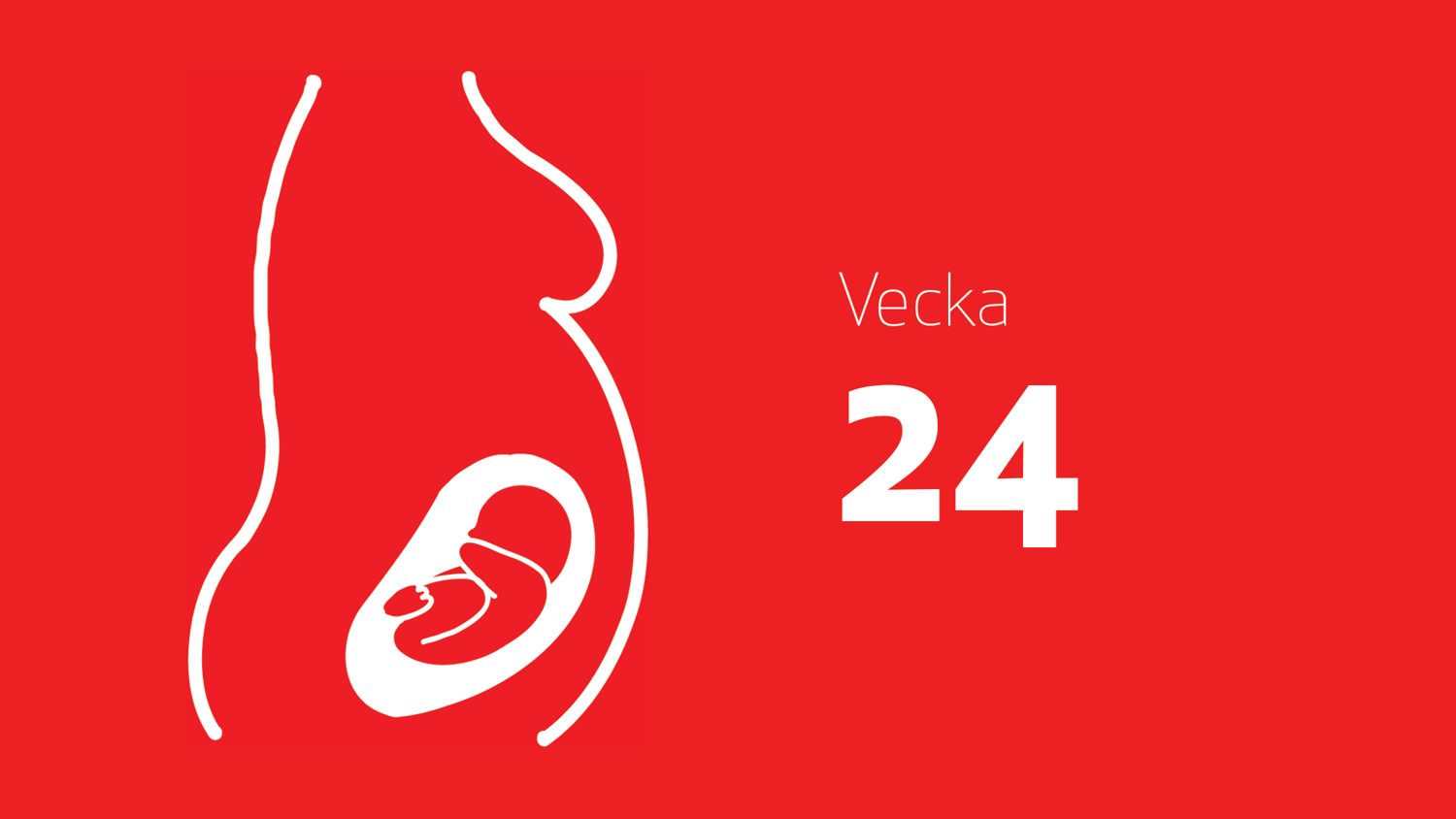 Gravid vecka 24